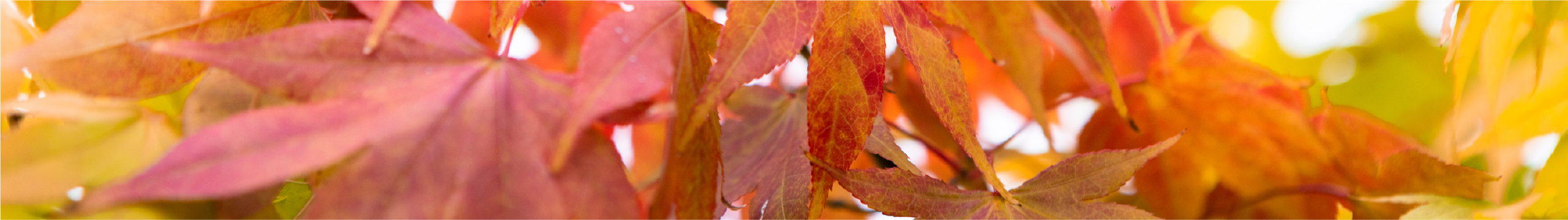紅葉